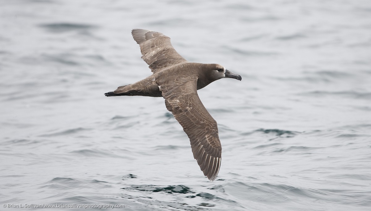 Albatros à pieds noirs - ML20044201