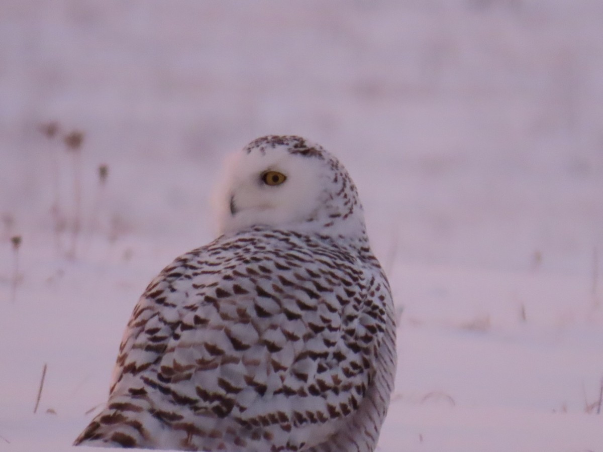 Snowy Owl - ML200442411
