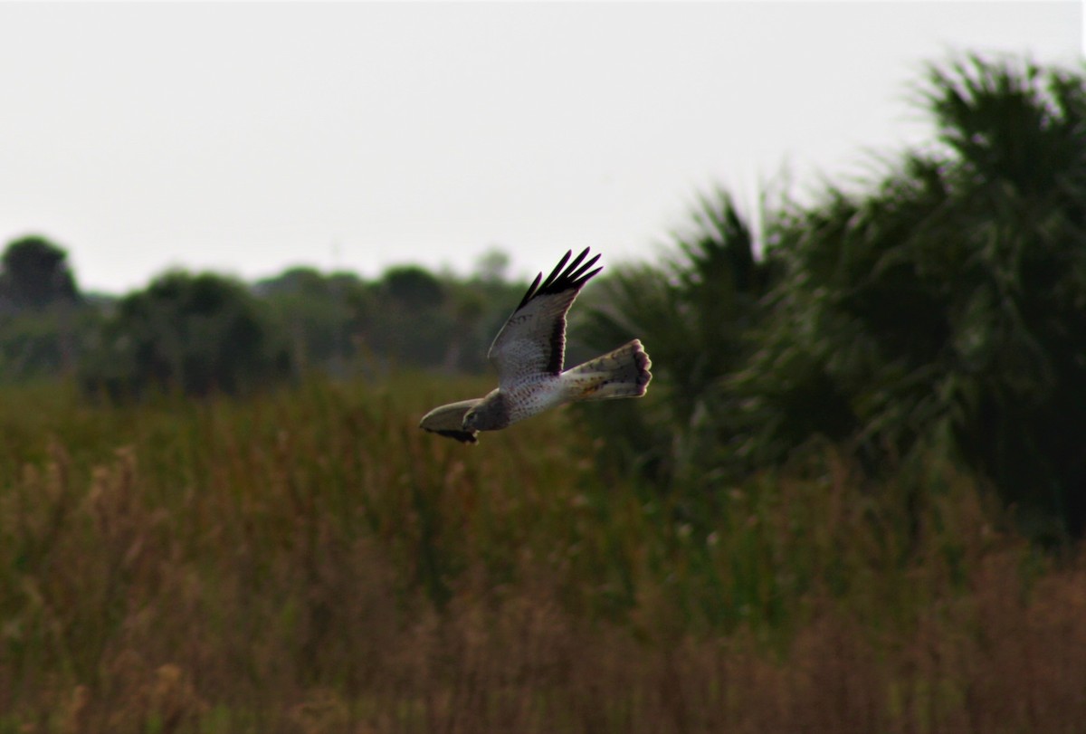 Northern Harrier - ML200442741