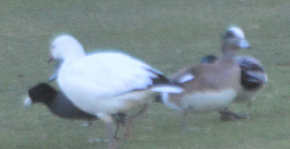 Ross's Goose - ML200443061