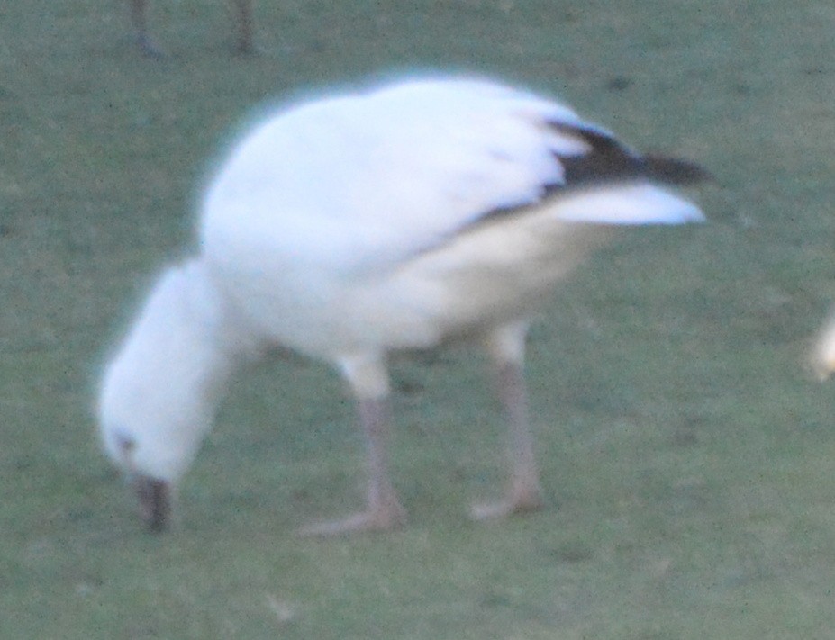 Ross's Goose - ML200443121