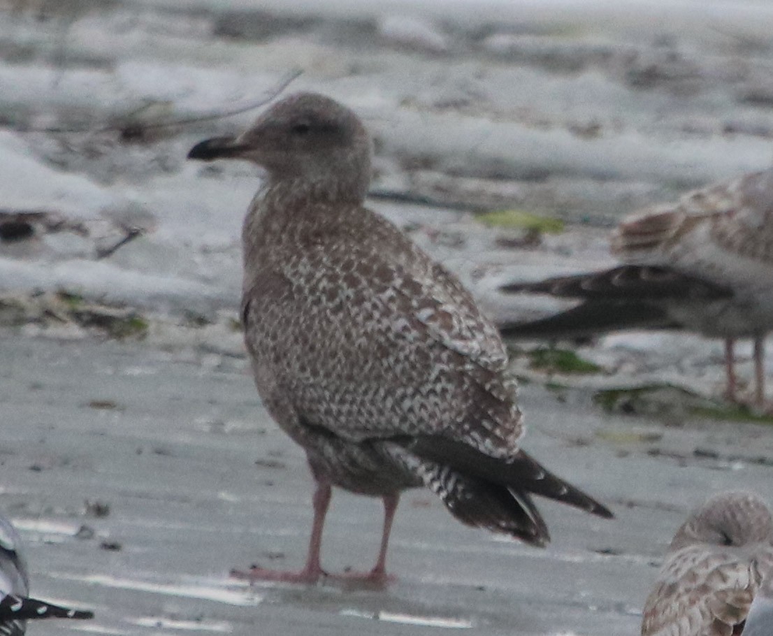 Herring Gull (American) - ML200443701