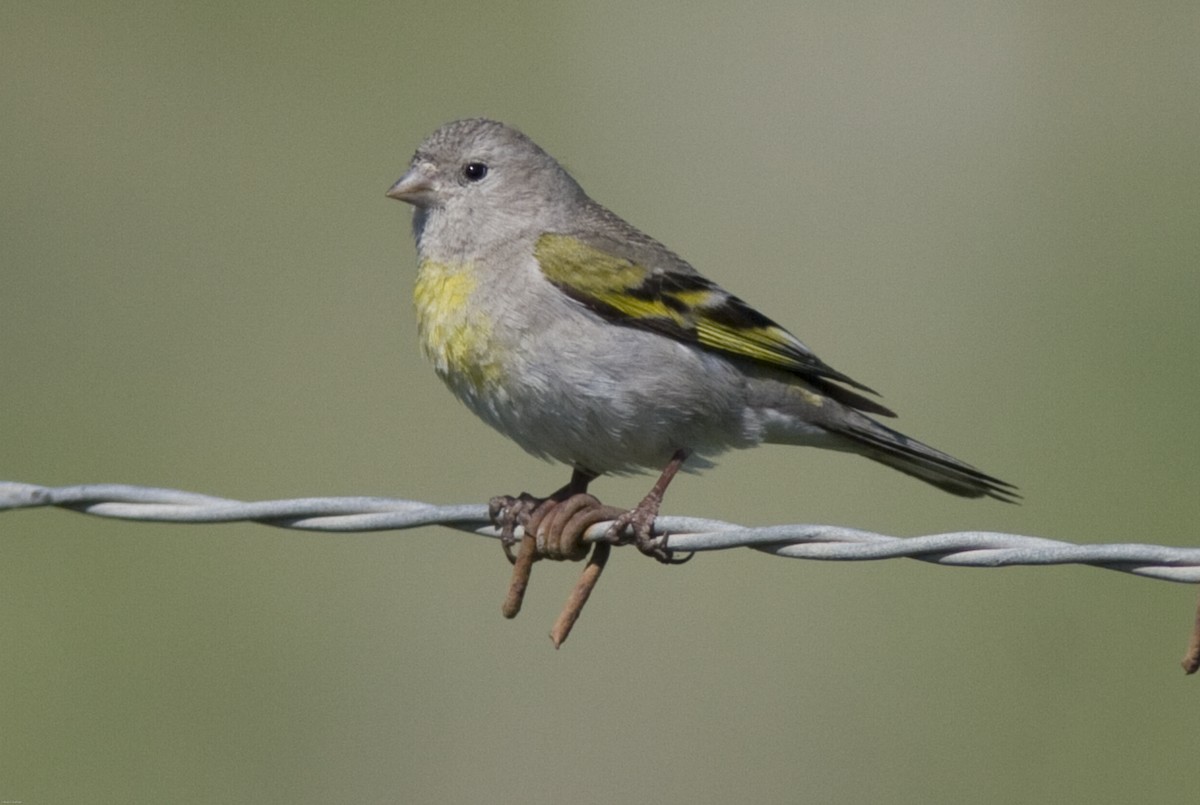 Lawrence's Goldfinch - Brian Sullivan