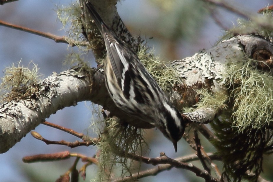 Black-and-white Warbler - ML200445141