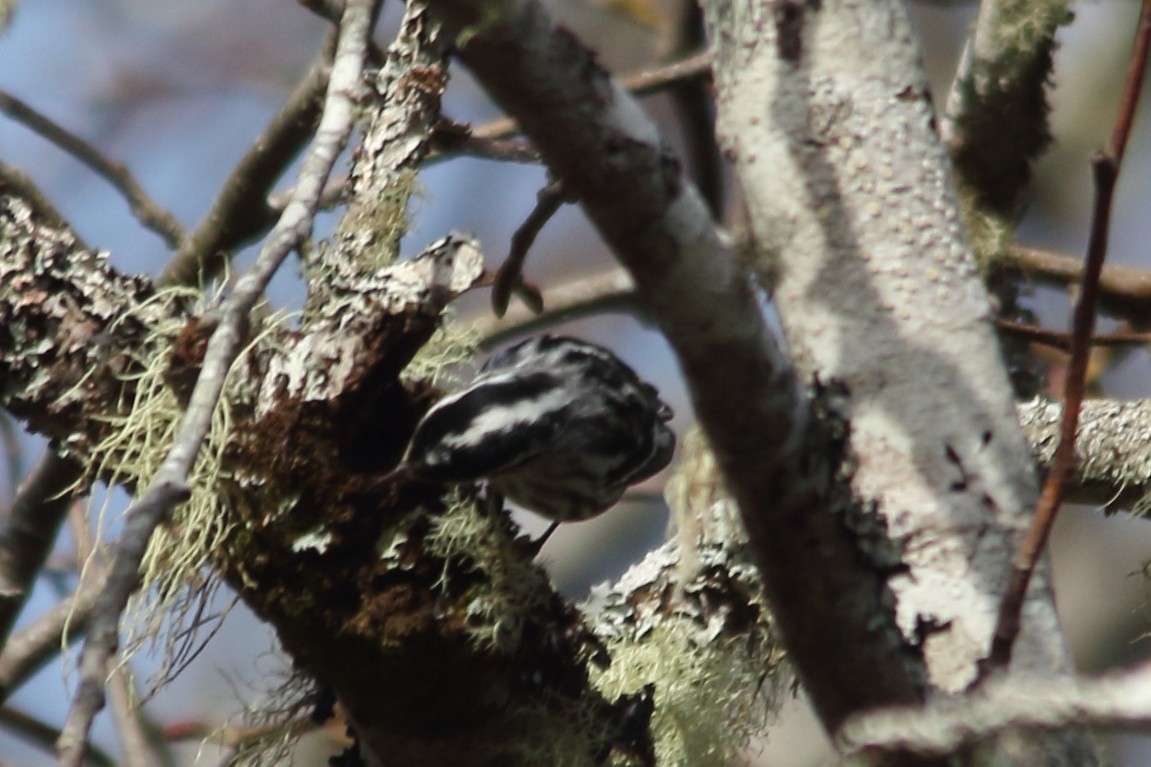 Black-and-white Warbler - ML200445161