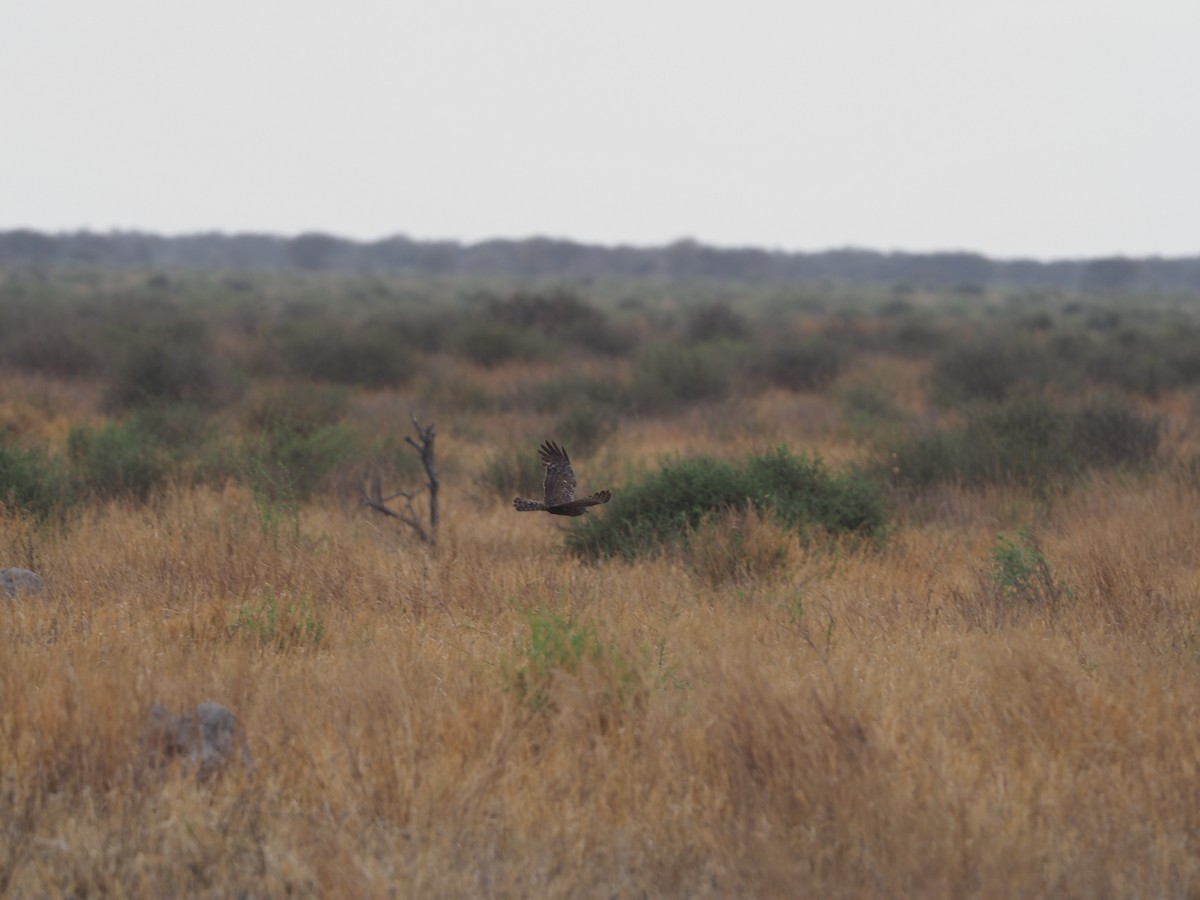 African Marsh Harrier - ML200447941