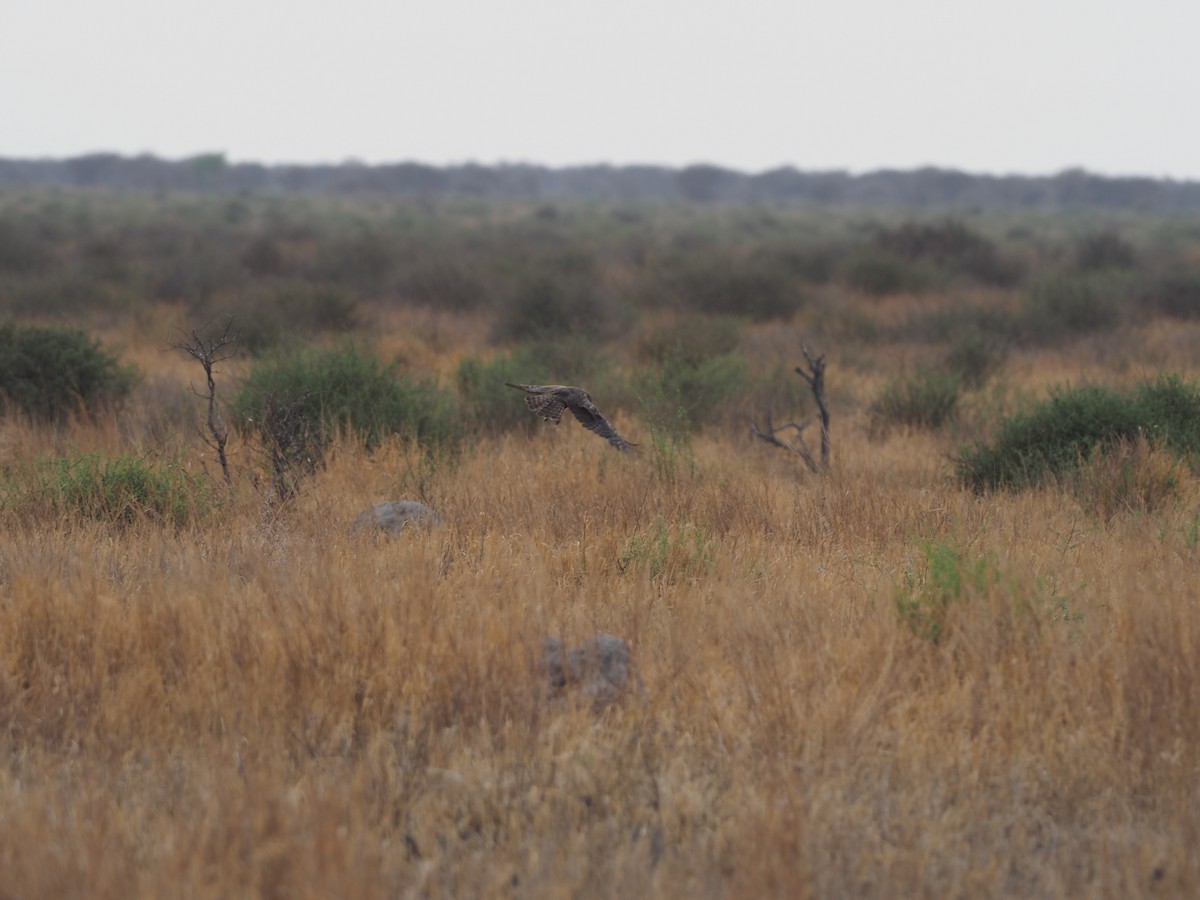 African Marsh Harrier - Andrew Jacobson