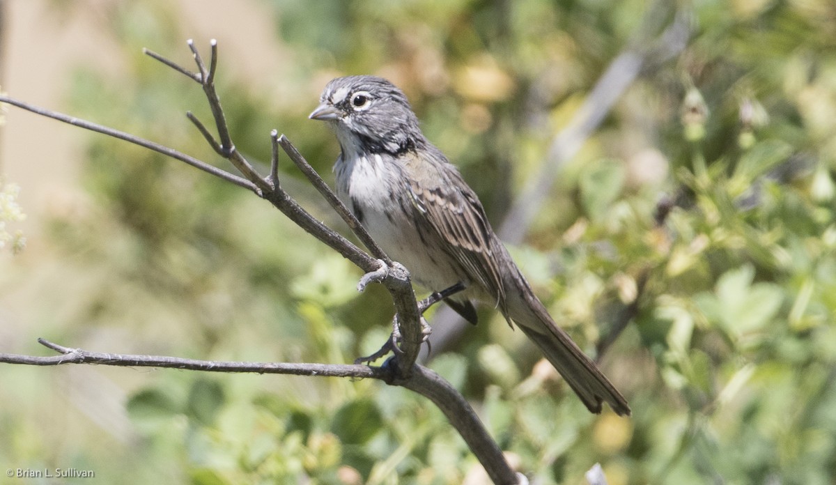 Bell's Sparrow (belli) - ML20044861