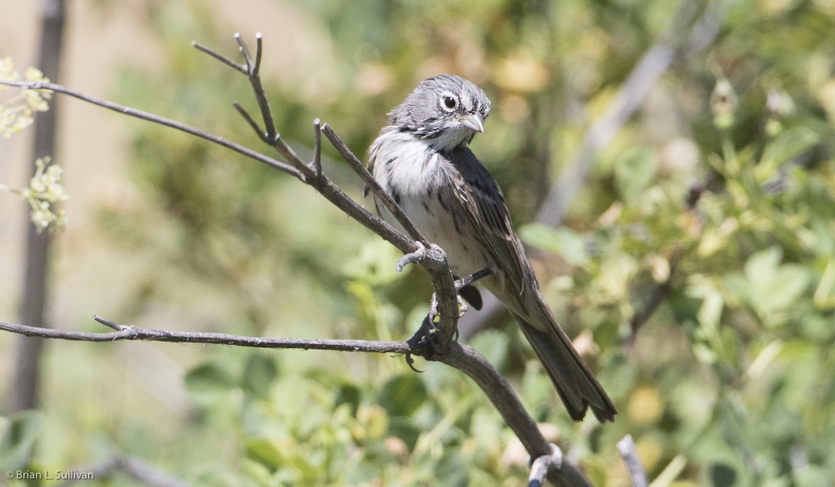 Bell's Sparrow (belli) - ML20044881