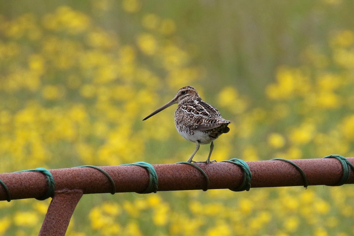 Common Snipe - ML200450111