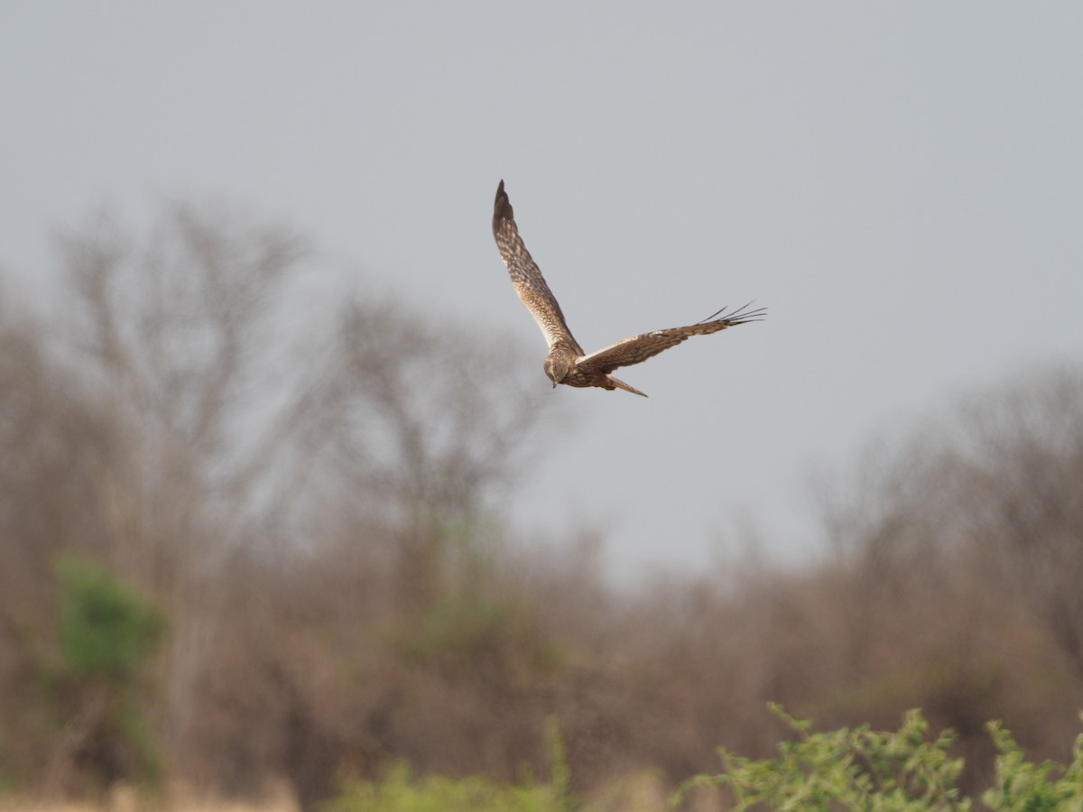 African Marsh Harrier - Andrew Jacobson