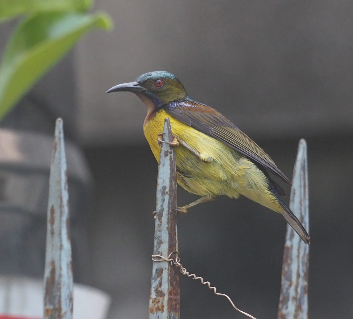 Brown-throated Sunbird - ML200450981