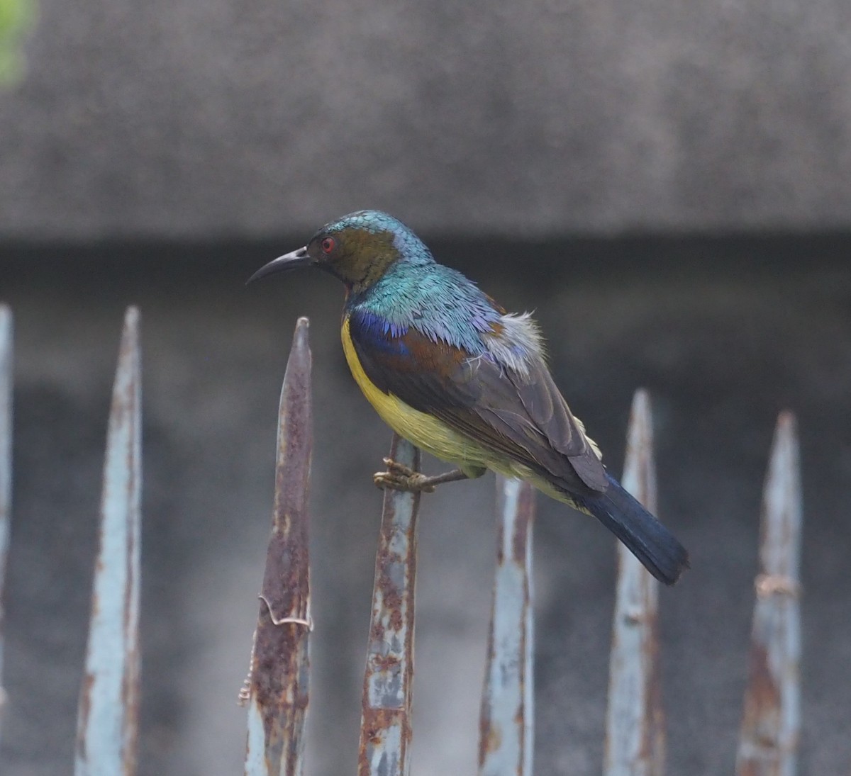 Brown-throated Sunbird - Mark Stevenson