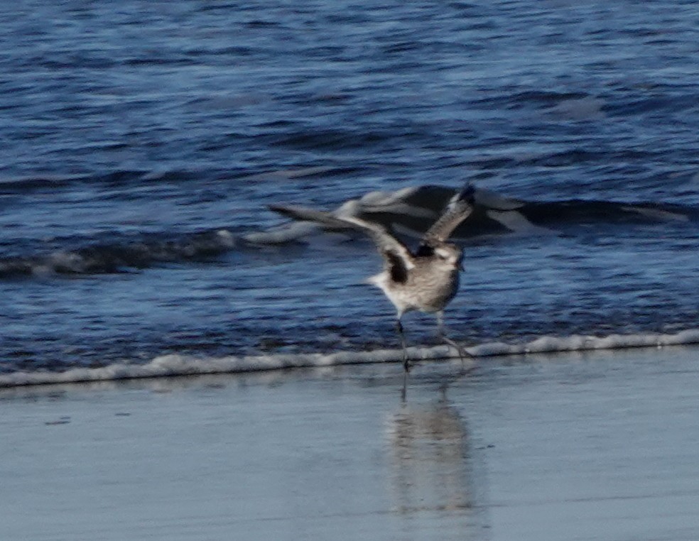 Black-bellied Plover - ML200453241