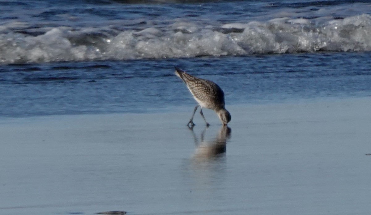 Black-bellied Plover - ML200453251