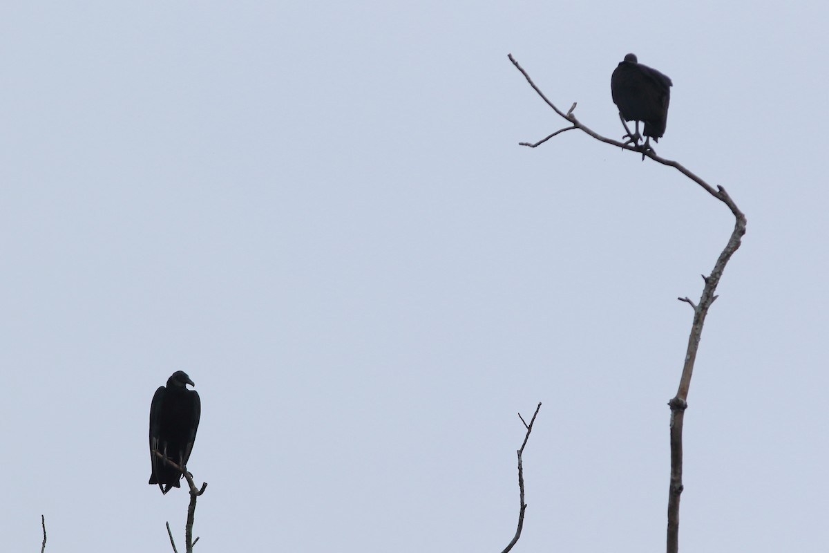 Black Vulture - ML200453871