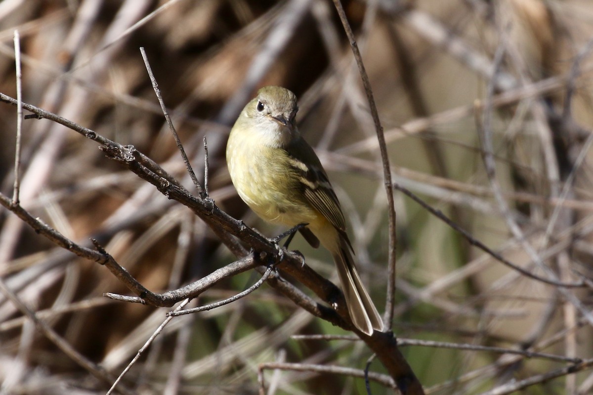 Dusky Flycatcher - ML200455721