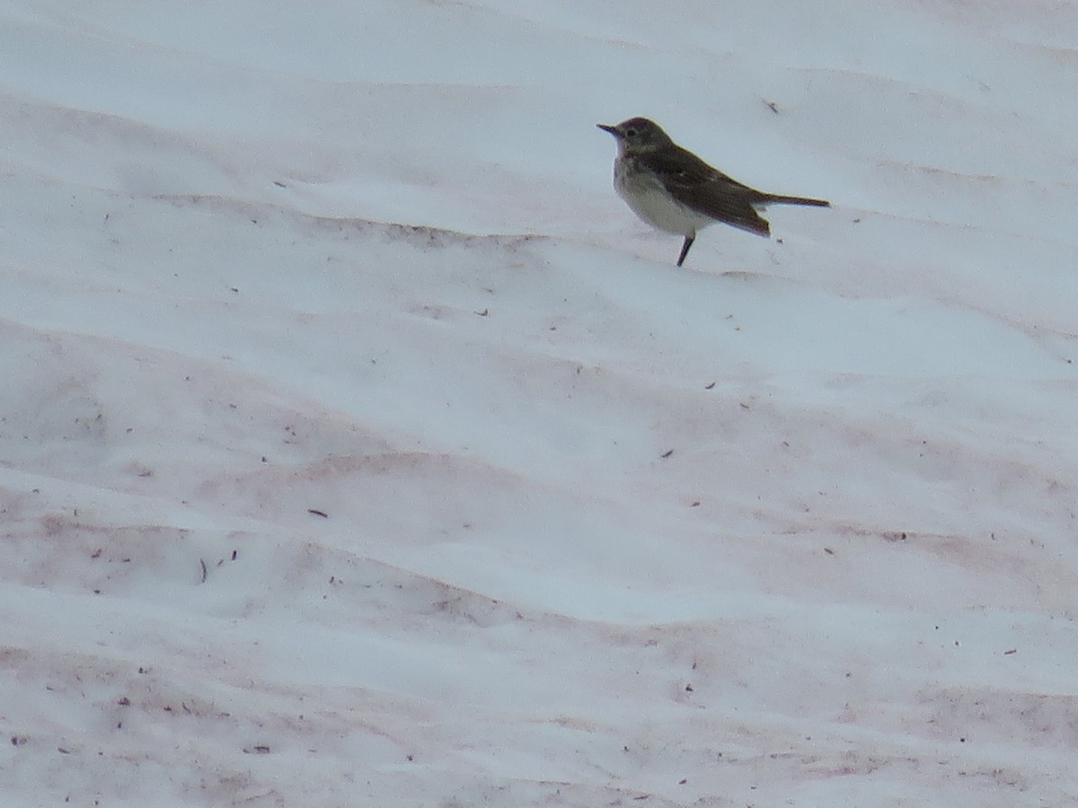 American Pipit - ML200457301