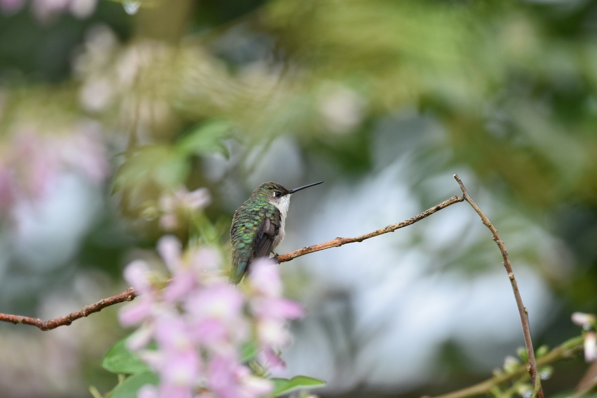 Colibrí Gorjirrubí - ML200457341