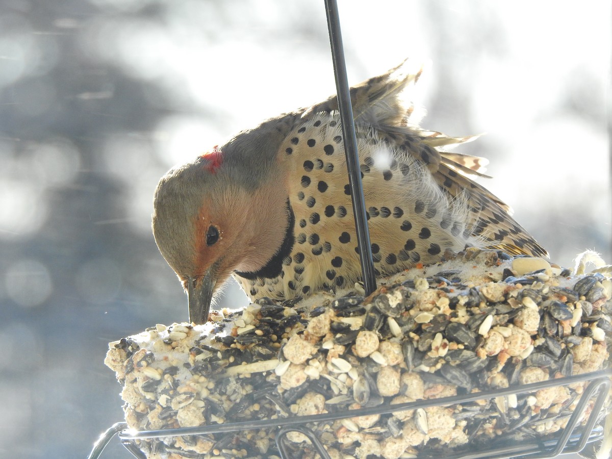 Northern Flicker (Yellow-shafted) - ML200458551