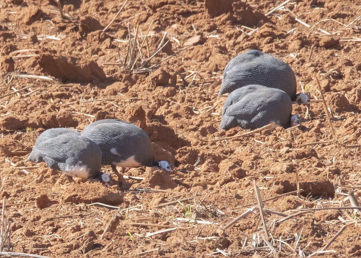 Helmeted Guineafowl - ML200458981