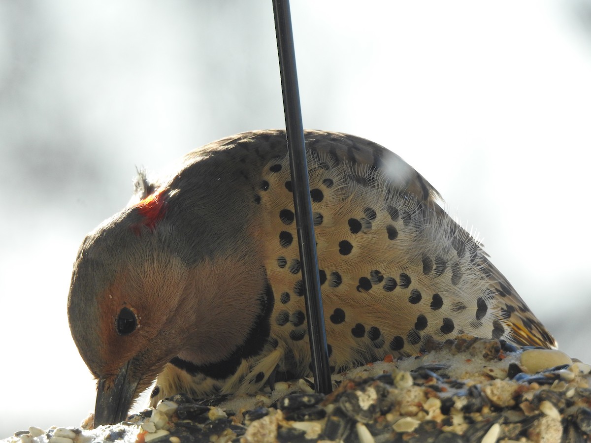 Northern Flicker (Yellow-shafted) - ML200459071