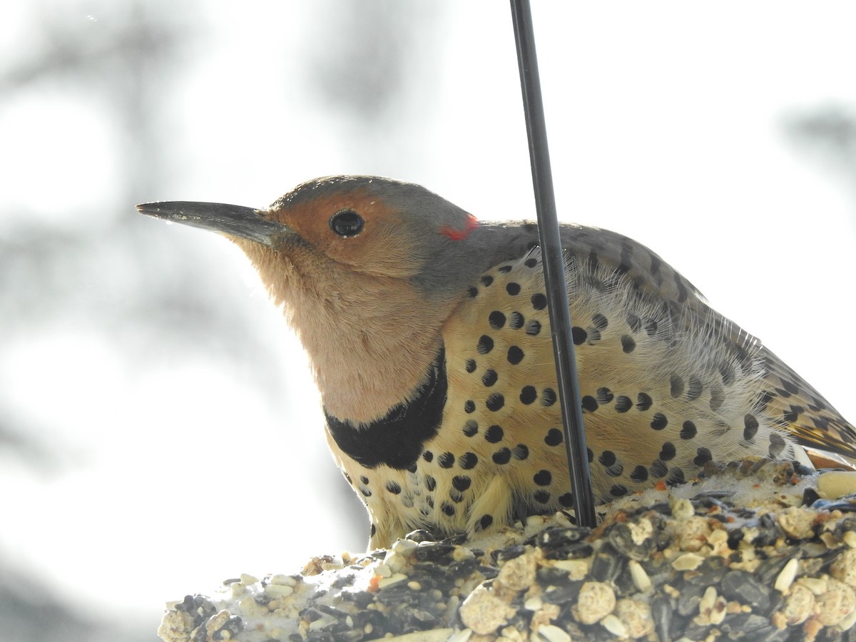 Northern Flicker (Yellow-shafted) - ML200459121