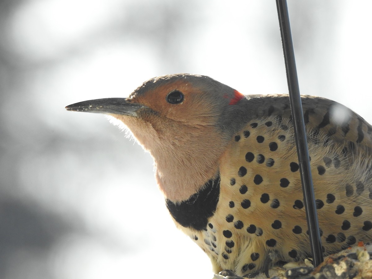 Northern Flicker (Yellow-shafted) - ML200459181