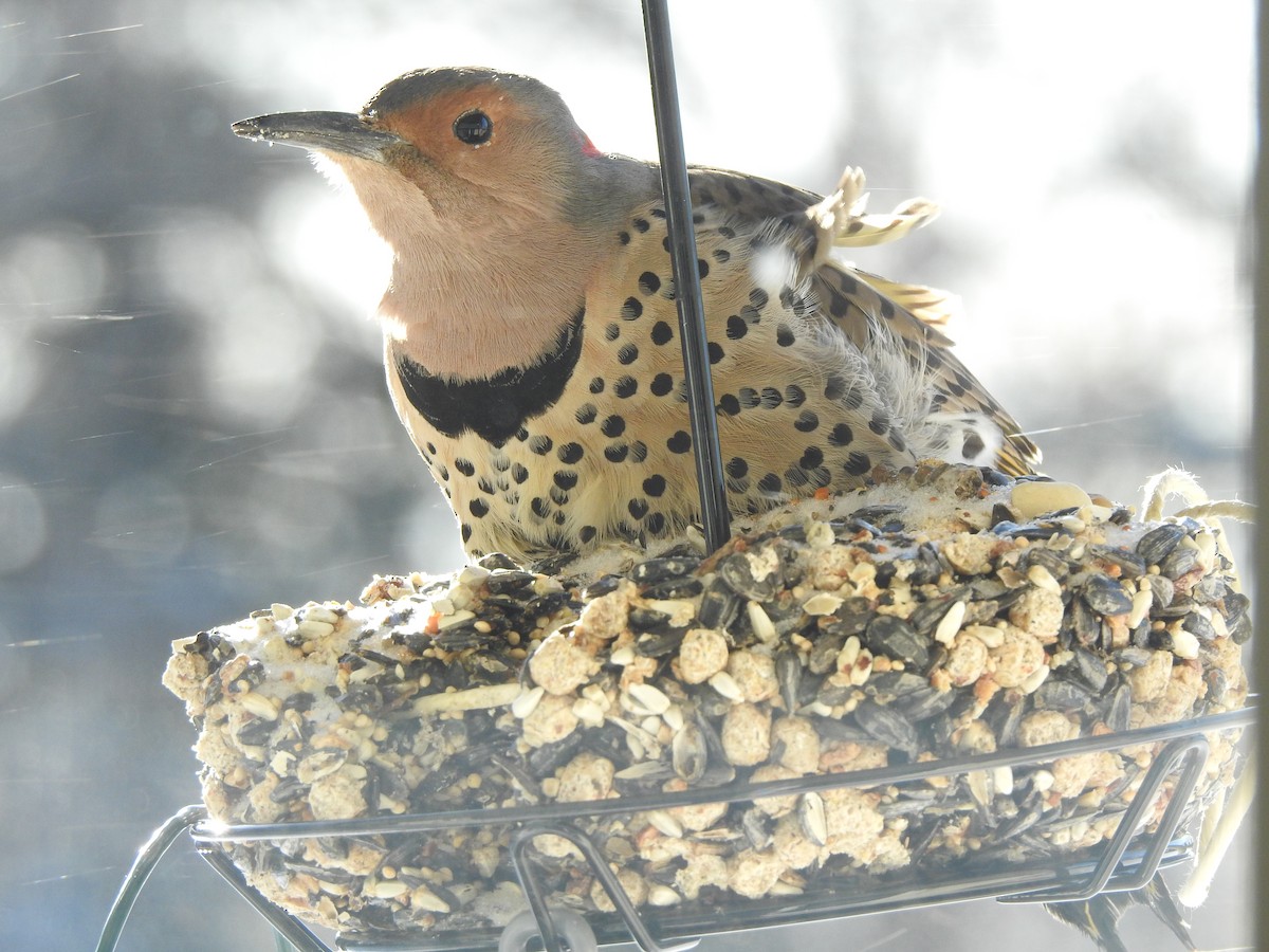 Northern Flicker (Yellow-shafted) - ML200459191