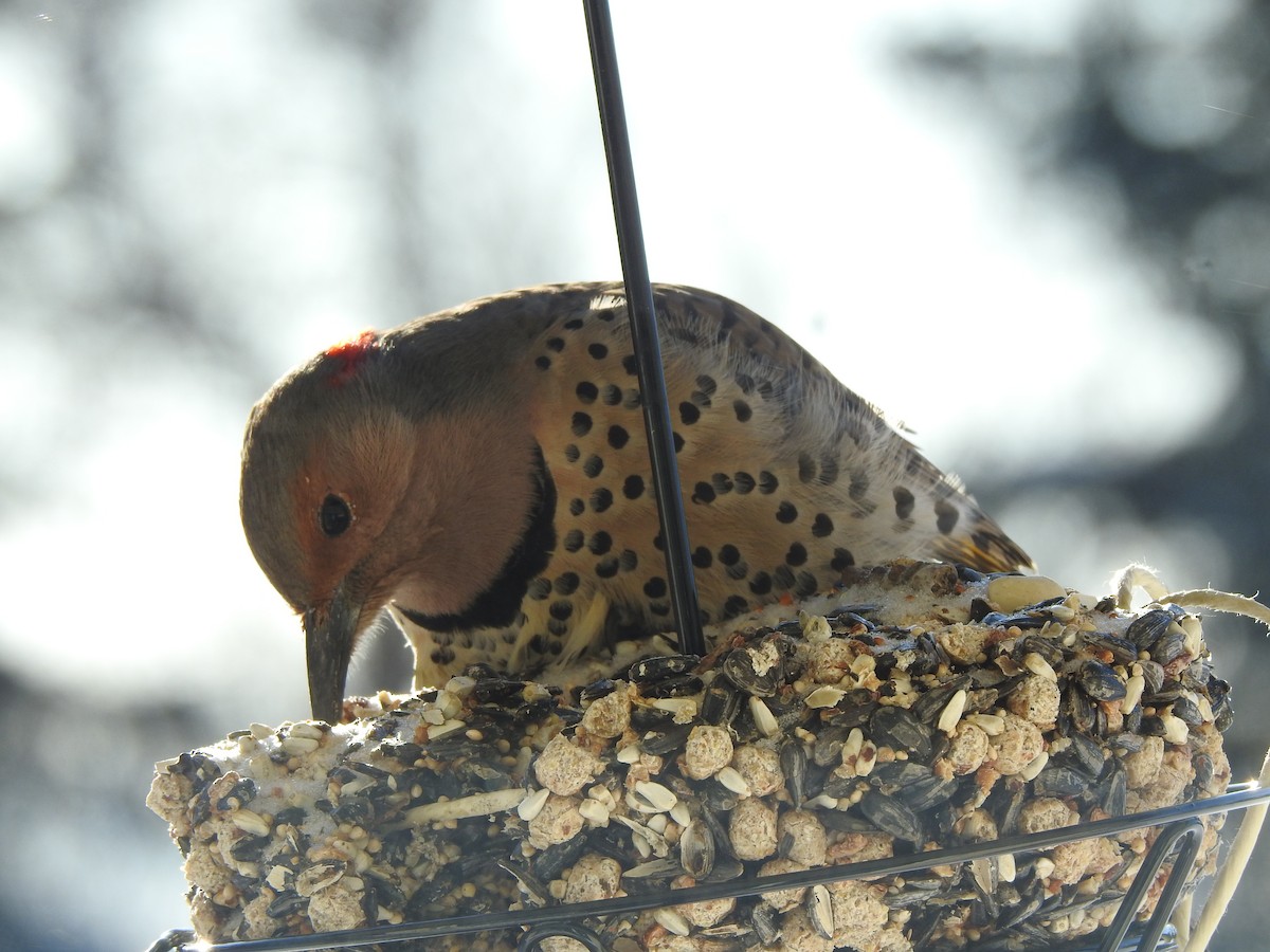 Northern Flicker (Yellow-shafted) - ML200459311