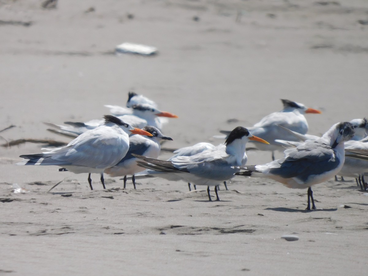 Elegant Tern - ML200459581