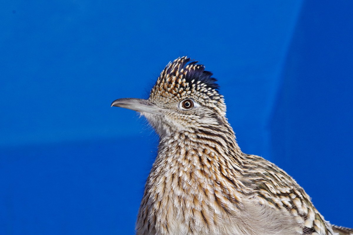 Greater Roadrunner - ML200461201