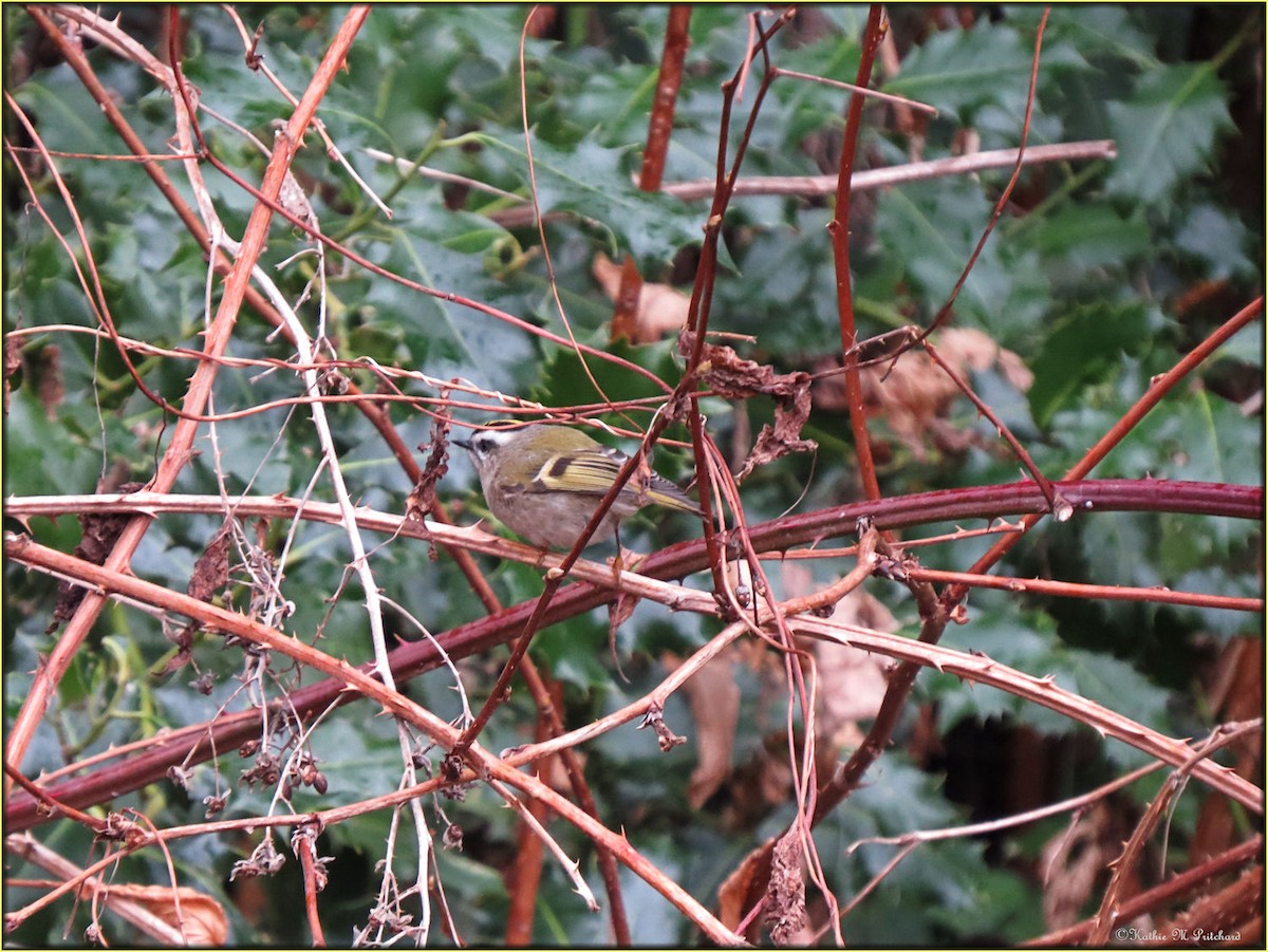 Golden-crowned Kinglet - ML200462201