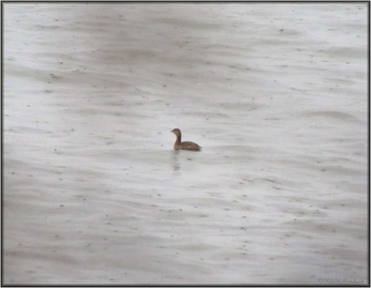 Pied-billed Grebe - ML200463231