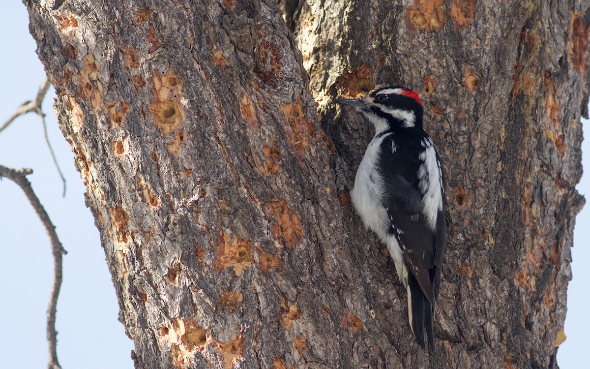 Hairy Woodpecker (Rocky Mts.) - ML200464481