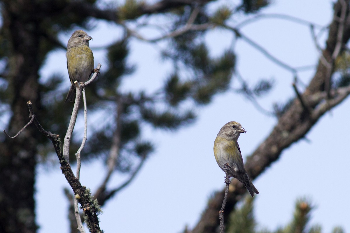 Red Crossbill - Fyn Kynd