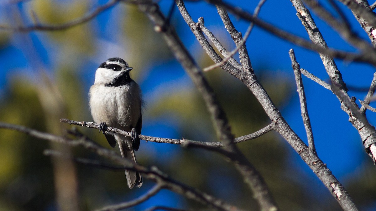 Mountain Chickadee - ML200465531