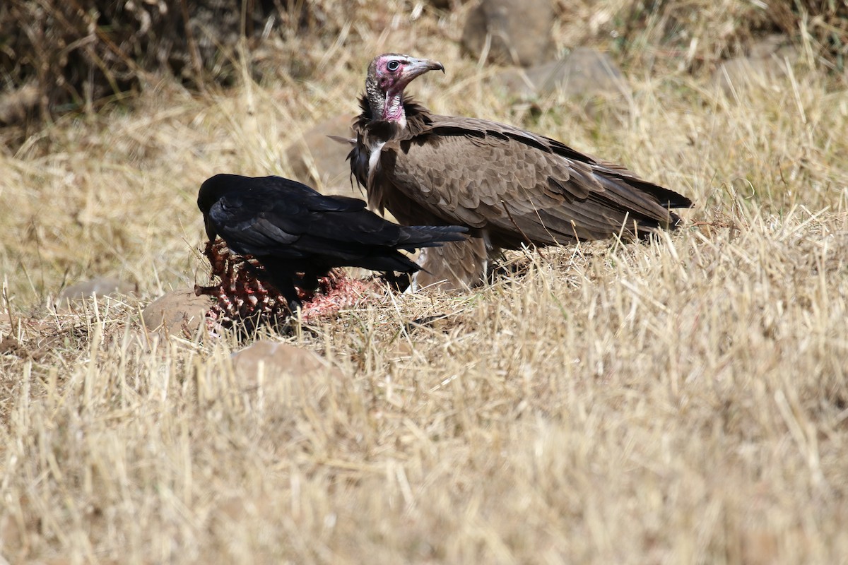 Hooded Vulture - ML200466841
