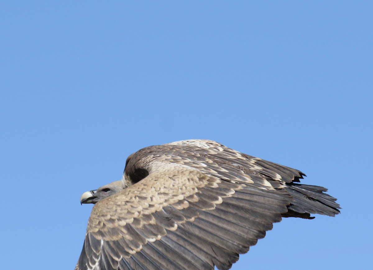 Rüppell's Griffon - Fikret Ataşalan