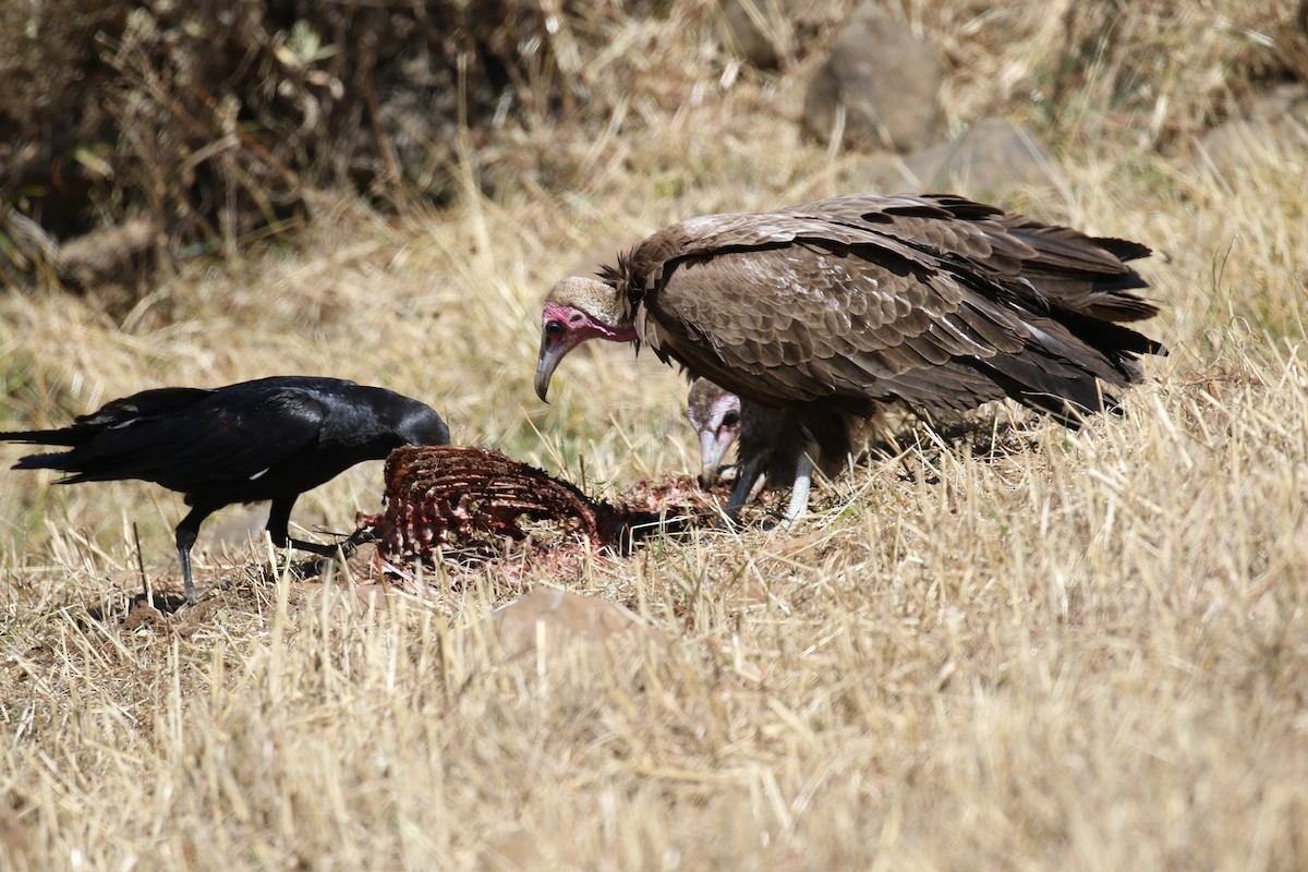 Hooded Vulture - ML200466861