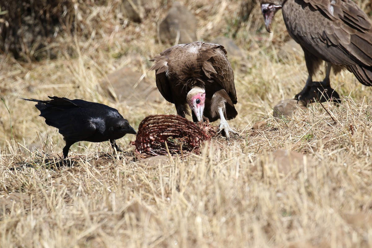 Hooded Vulture - Fikret Ataşalan