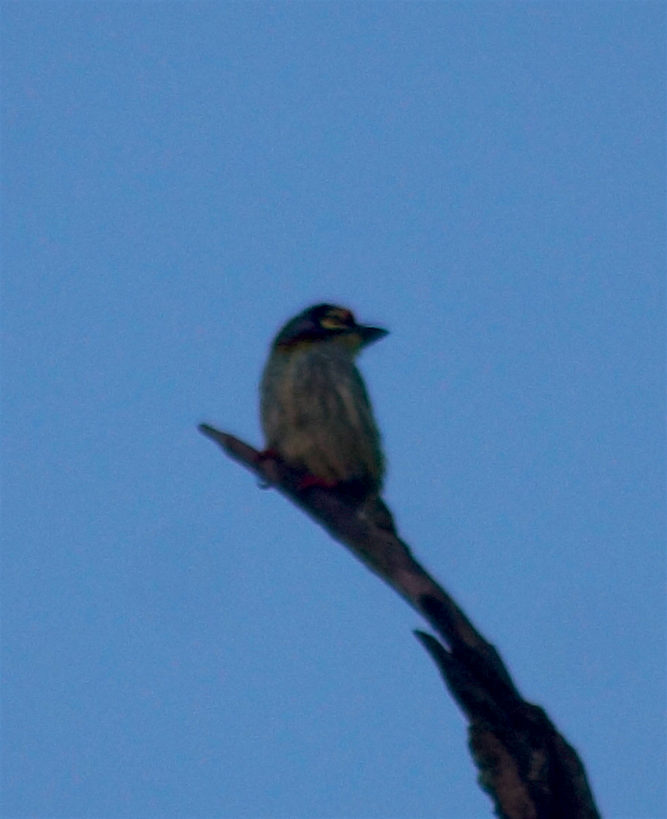 Coppersmith Barbet - Alex Coffey