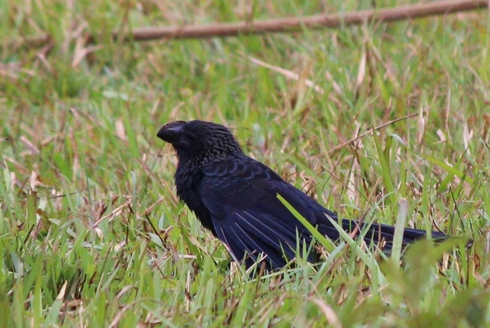 Smooth-billed Ani - ML200468661