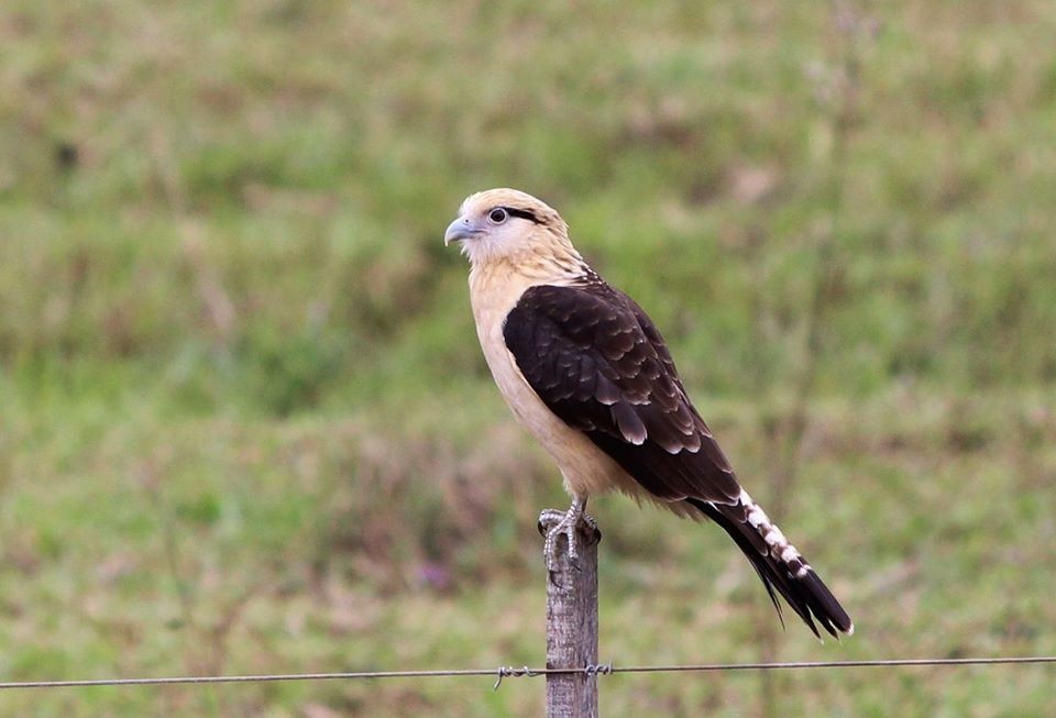 Yellow-headed Caracara - ML200469321