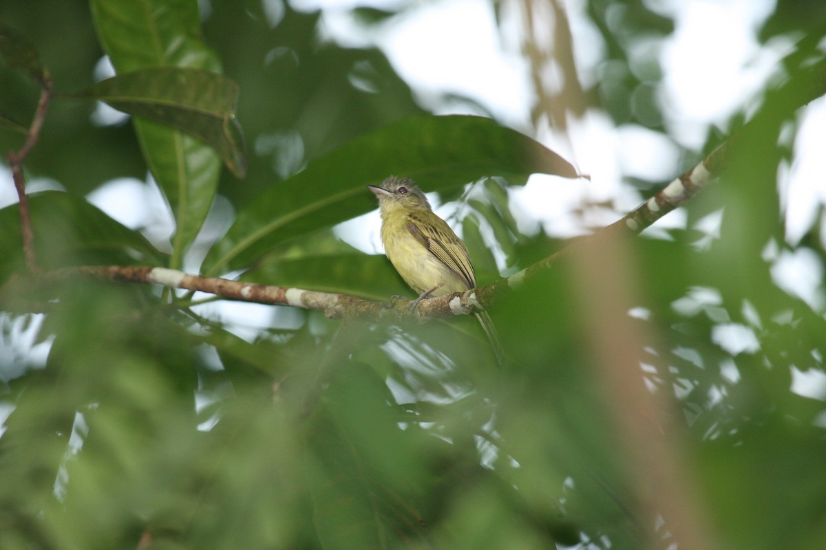 Tolmomyias sp. - ML20046981