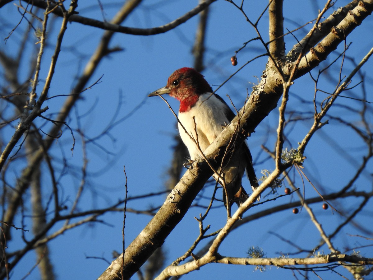 Red-headed Woodpecker - ML200470451