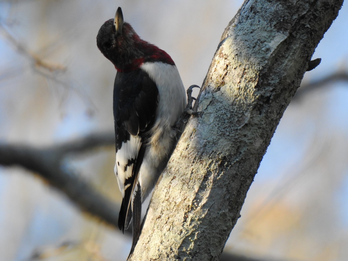 Red-headed Woodpecker - ML200470551