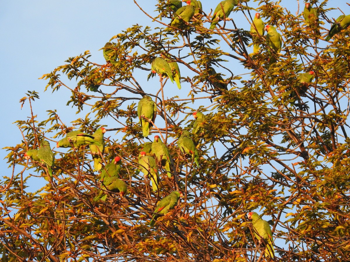 Red-crowned Amazon - ML200470801