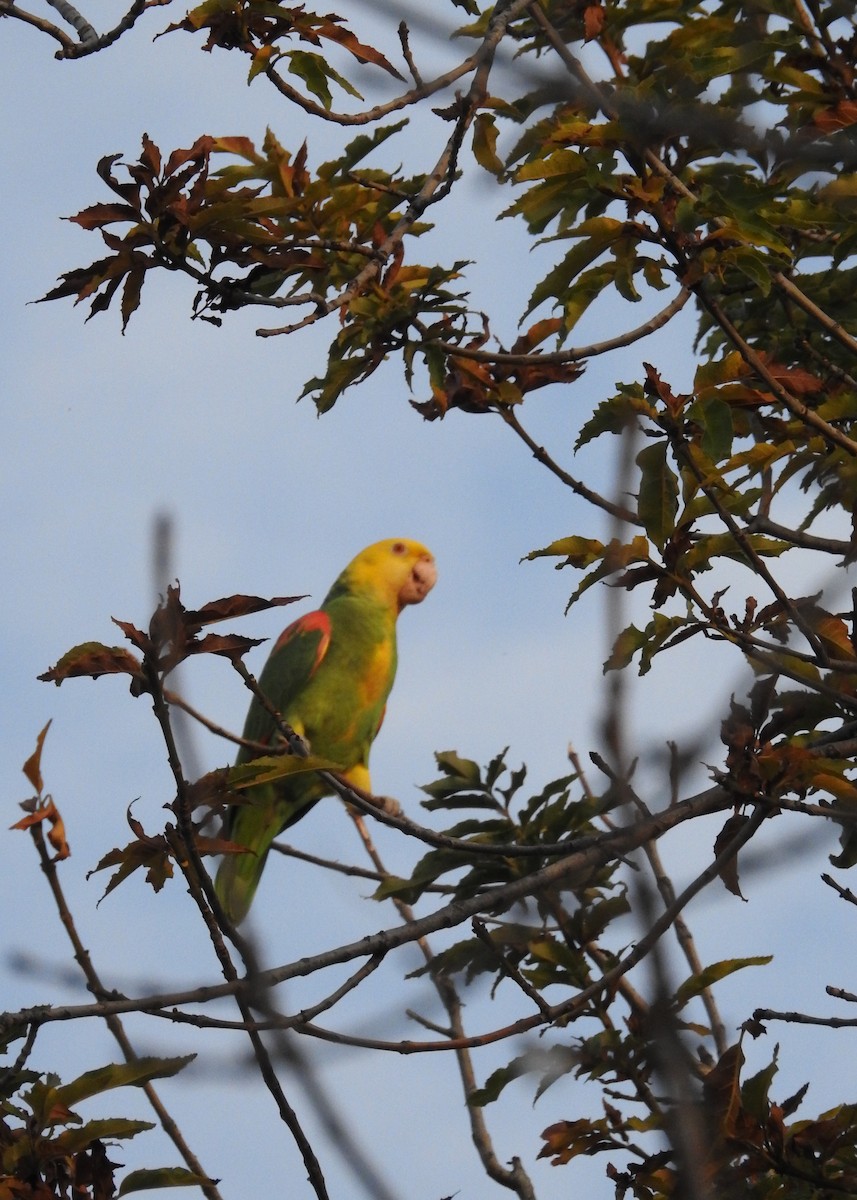 Yellow-headed Parrot - Anna Pickering