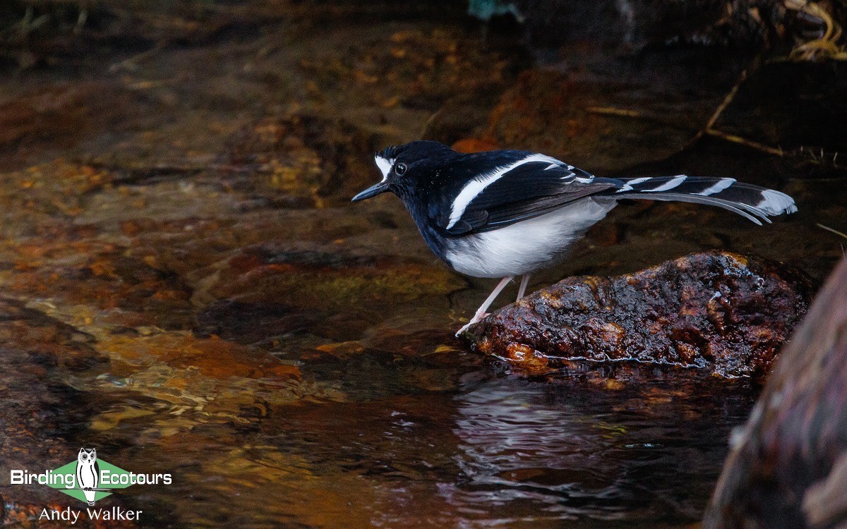 White-crowned Forktail (Northern) - ML200471091